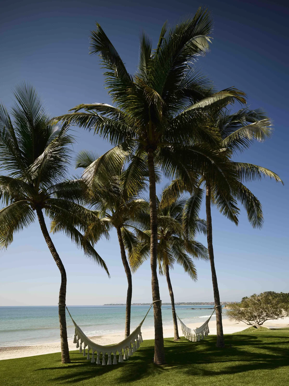 Hammocks strung between coconut palms on the lawn above the beach