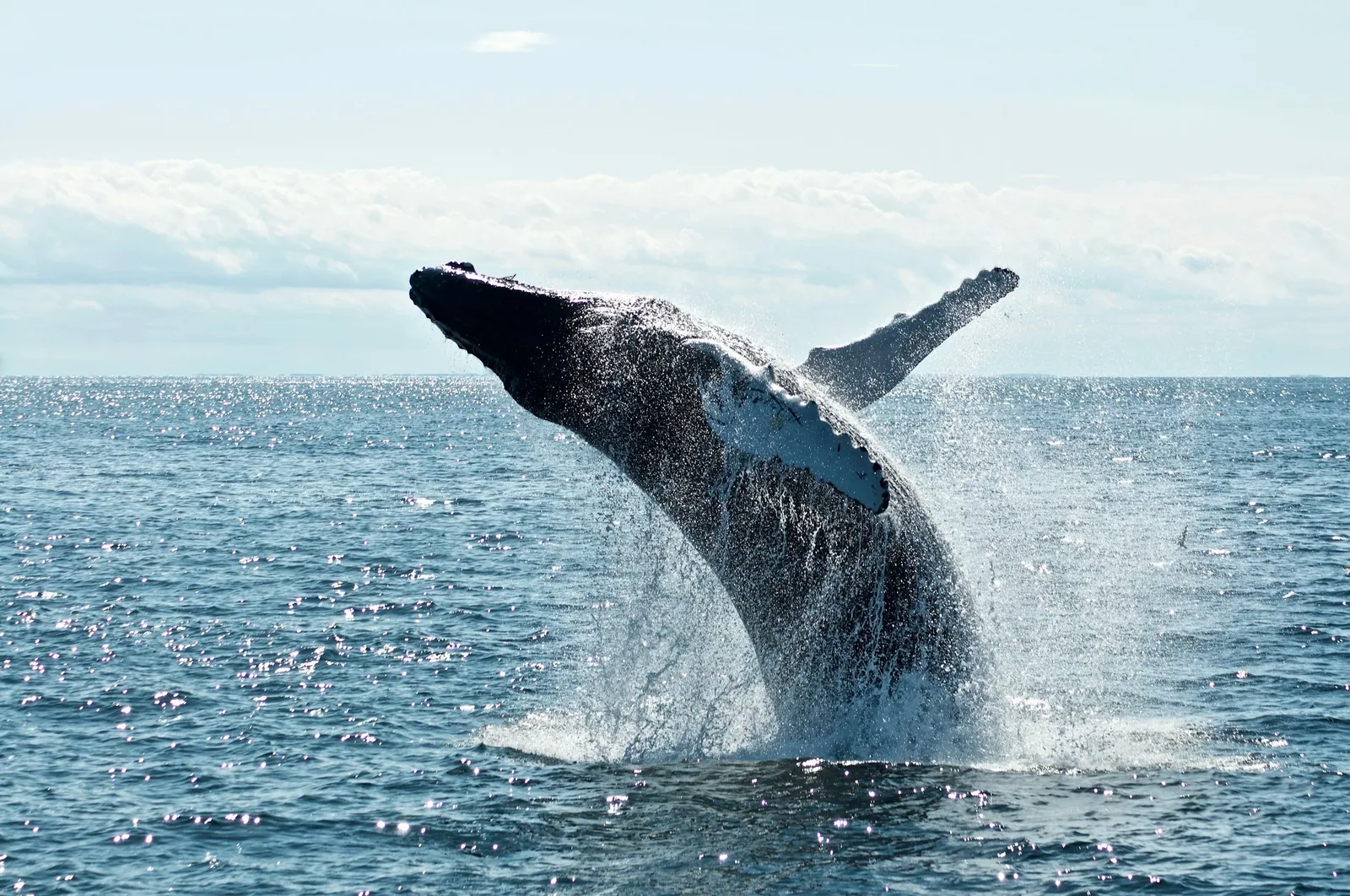 A humpback whale breaching in the Bay of Banderas