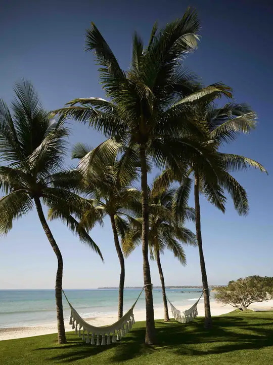 Hammocks strung between coconut palms on the lawn above the beach